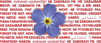 DRK-Suchdienst - Suchen Vergissmeinnicht Blume und Text